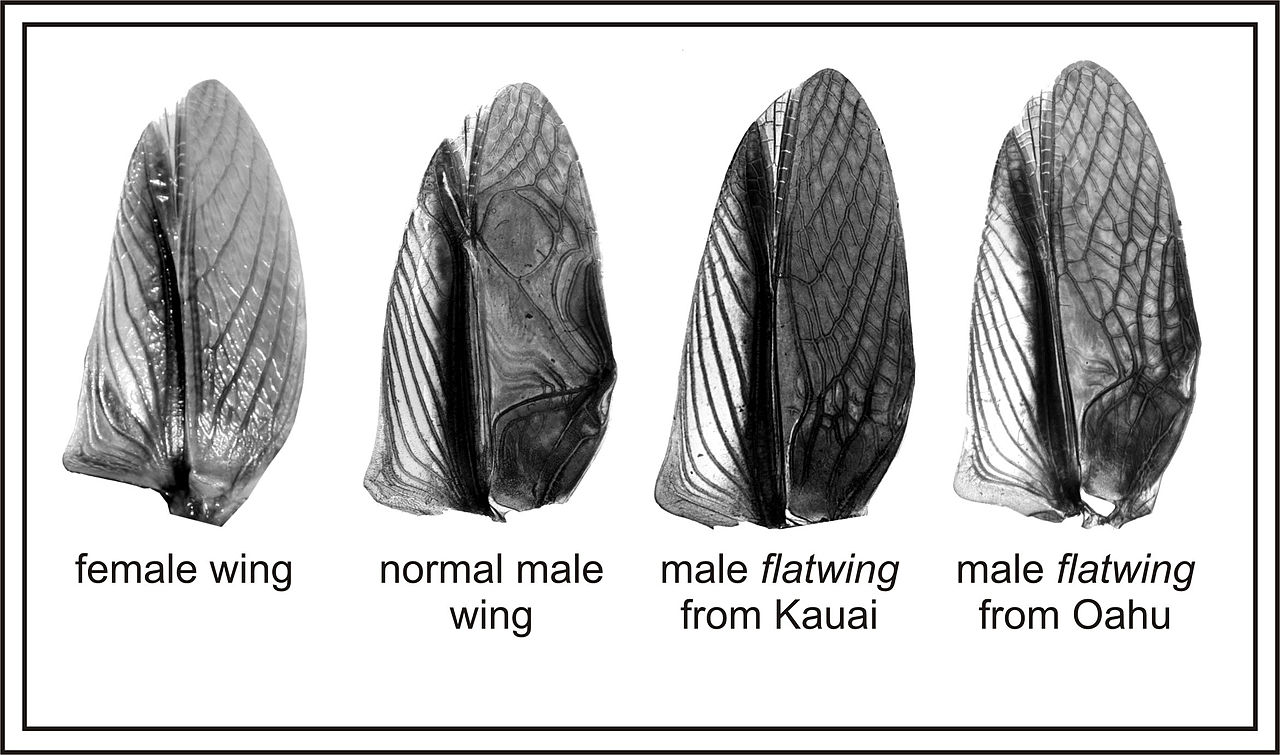 T._oceanicus_flatwing.jpg