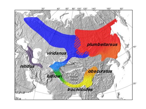 greenish warbler map.jpg