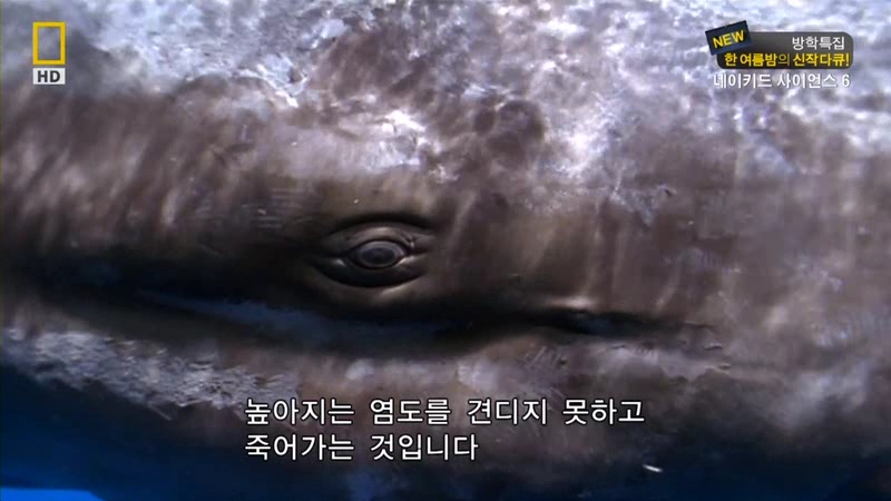 [NGC] 네이키드 사이언스S6-E04.지구의 멸망.HDTV.XviD.avi_001756287.jpg